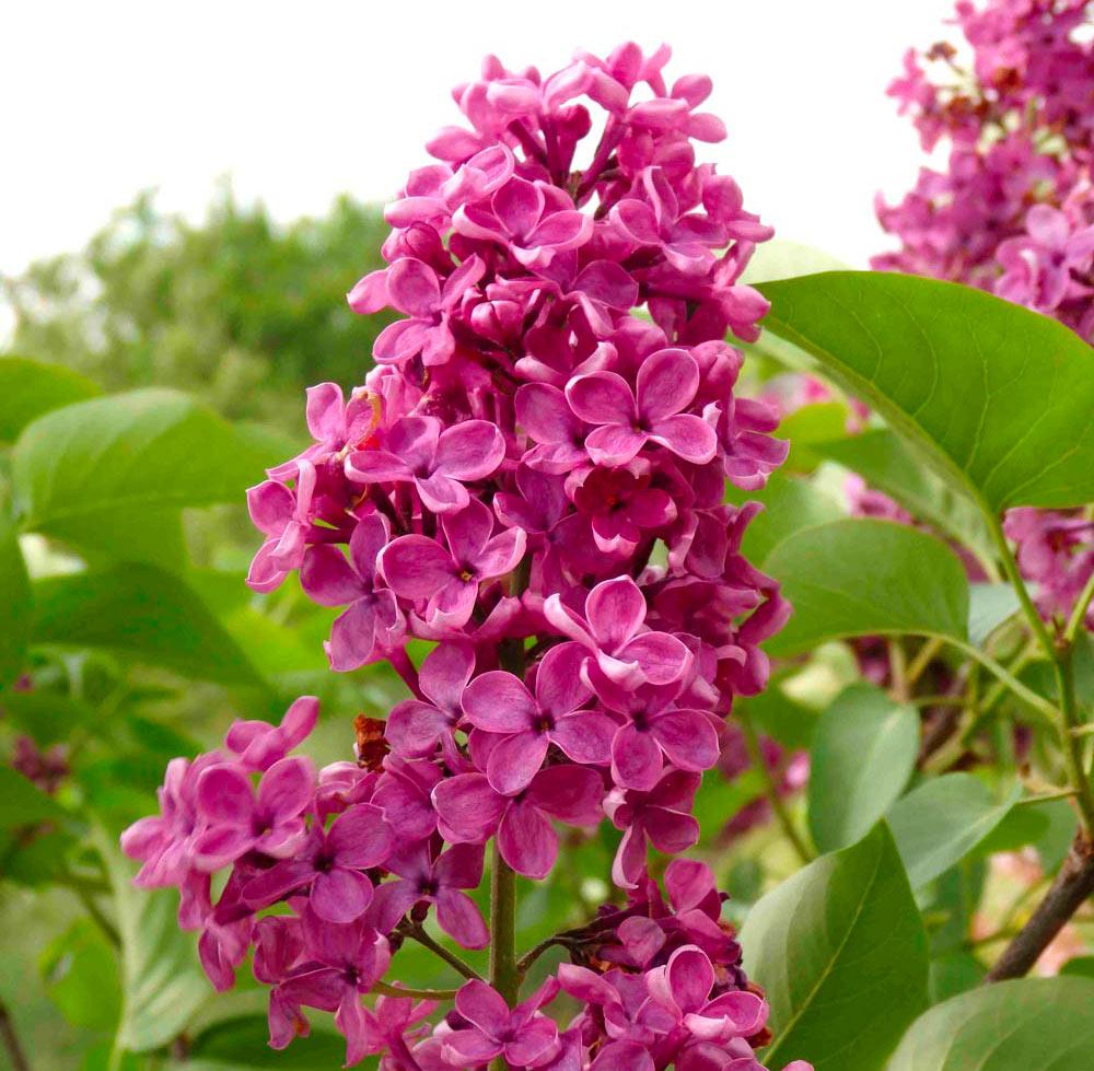 Syringa Vulgaris - View 8 from www redcrocus com