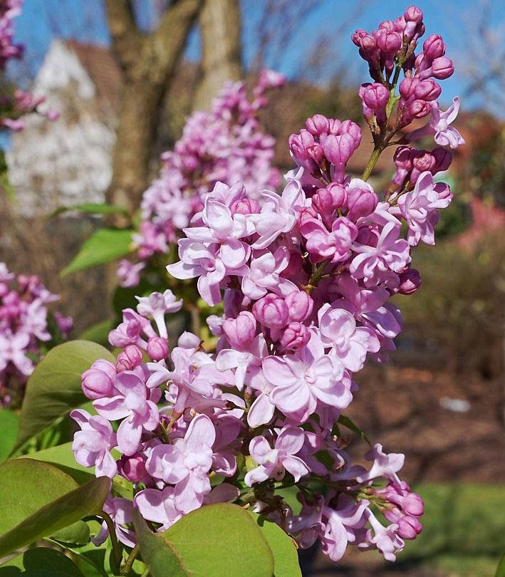 Syringa Vulgaris - View 9 from www redcrocus com