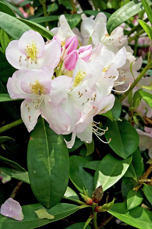 Rhododendron Gomer Waterer - View 19 from www redcrocus com