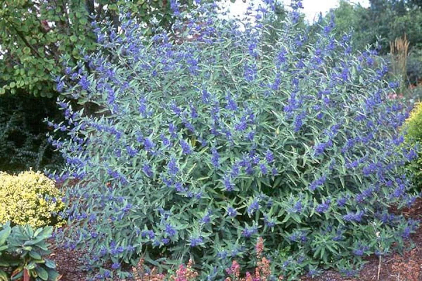 Caryopteris X Clandonensis Blue Mist - View 10 from www redcrocus com