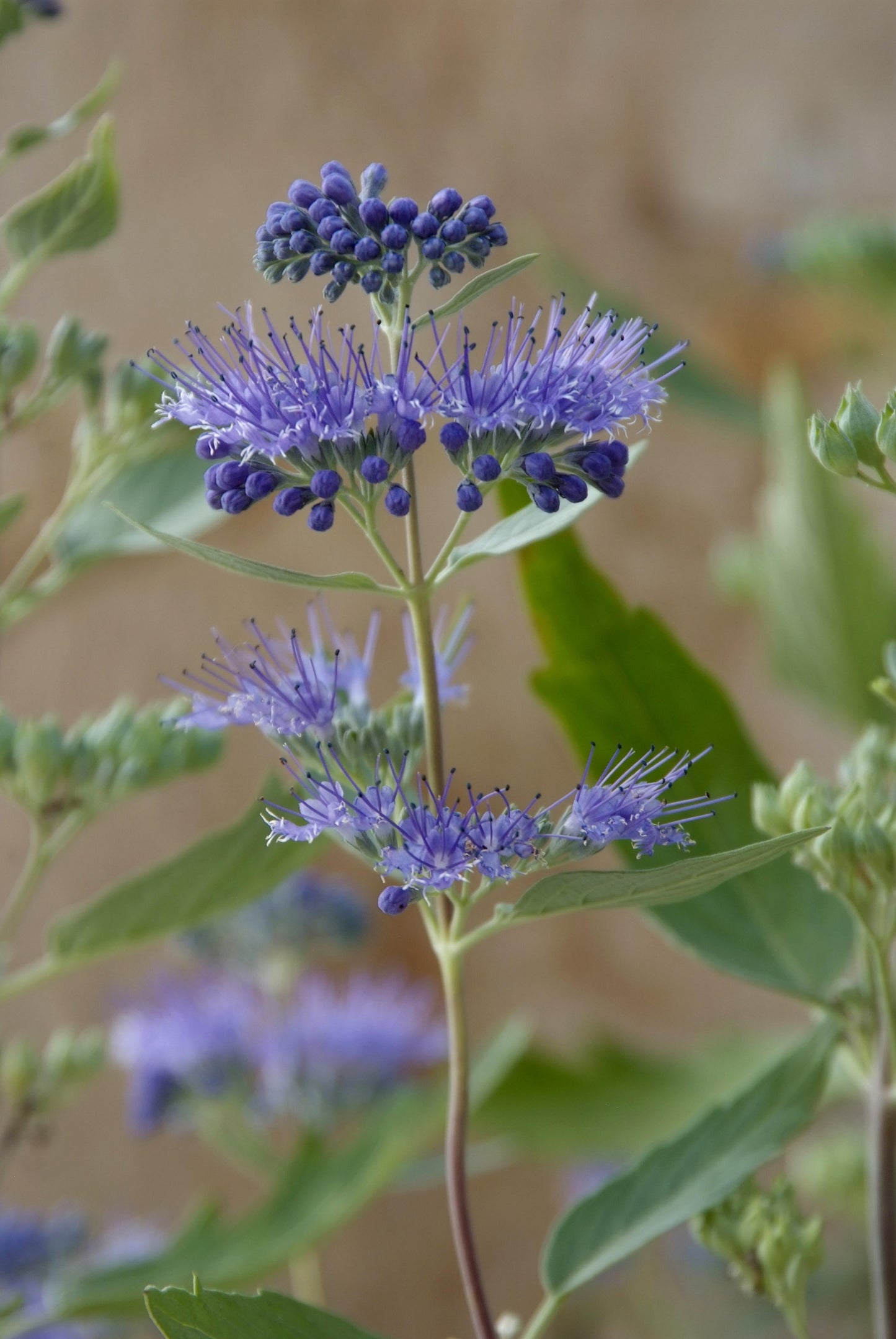 Caryopteris X Clandonensis Blue Mist - View 18 from www redcrocus com
