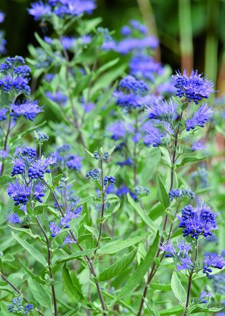 Caryopteris X Clandonensis Blue Mist - View 19 from www redcrocus com