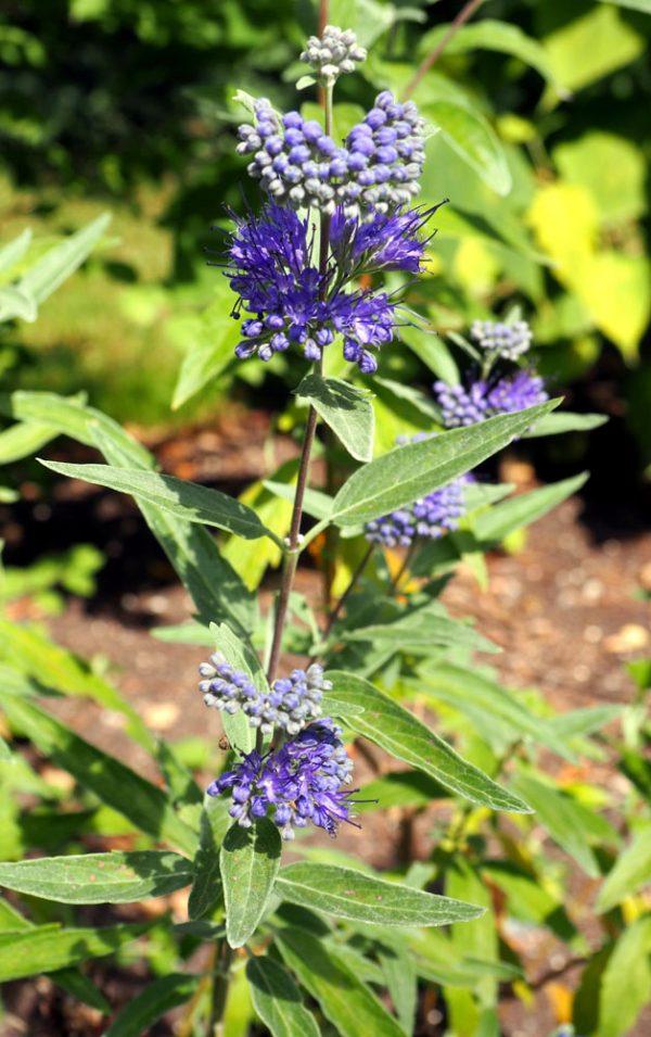 Caryopteris X Clandonensis Blue Mist - View 4 from www redcrocus com