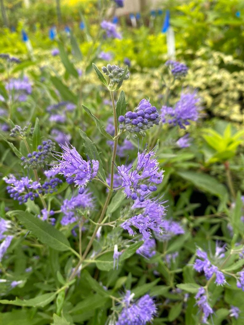 Caryopteris X Clandonensis Blue Mist - View 5 from www redcrocus com