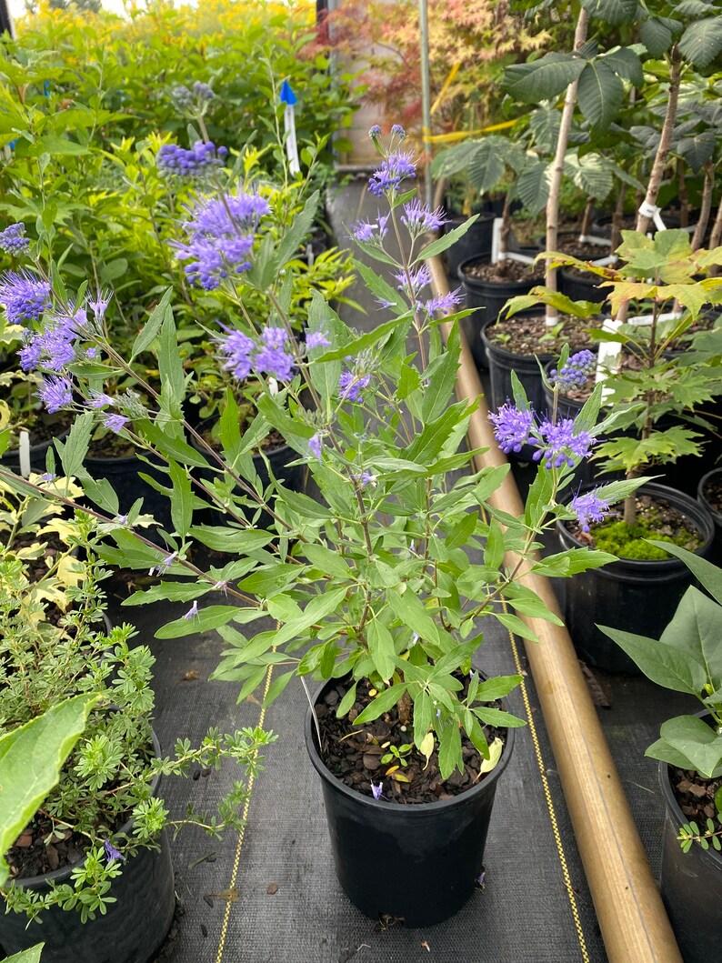 Caryopteris X Clandonensis Blue Mist - View 7 from www redcrocus com