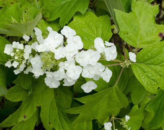 Hydrangea Quercifolia Alice - View 10 from www redcrocus com