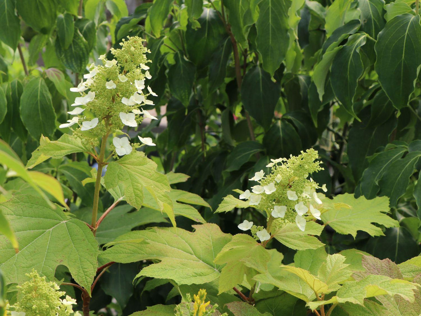 Hydrangea Quercifolia Alice - View 14 from www redcrocus com