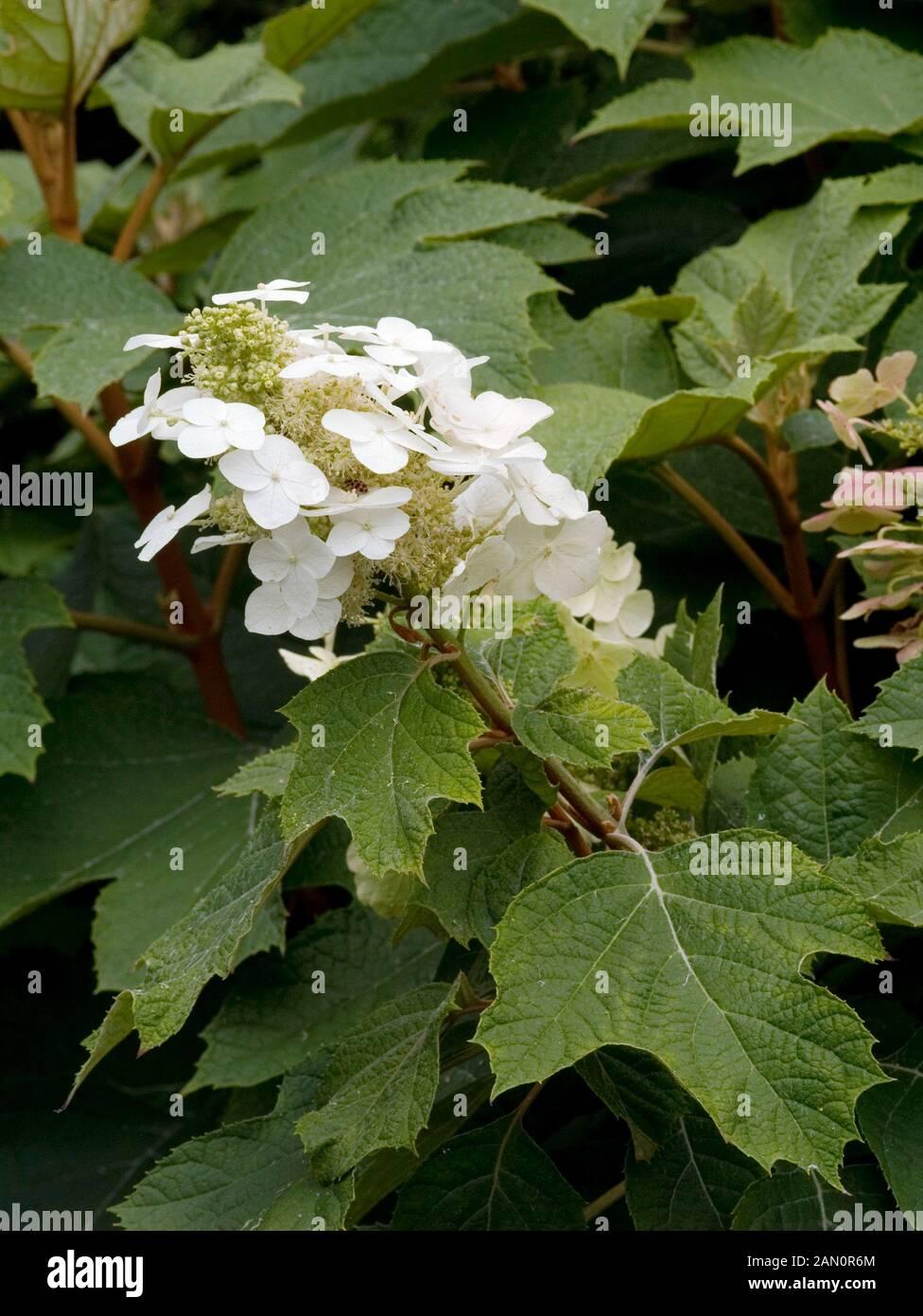 Hydrangea Quercifolia Alice - View 15 from www redcrocus com