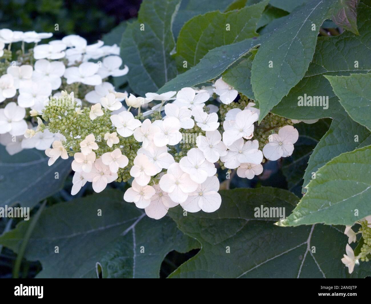 Hydrangea Quercifolia Alice - View 17 from www redcrocus com