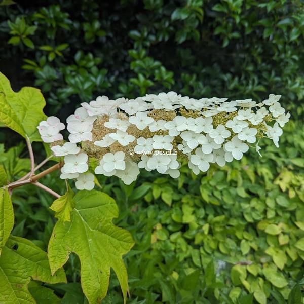 Hydrangea Quercifolia Alice - View 19 from www redcrocus com