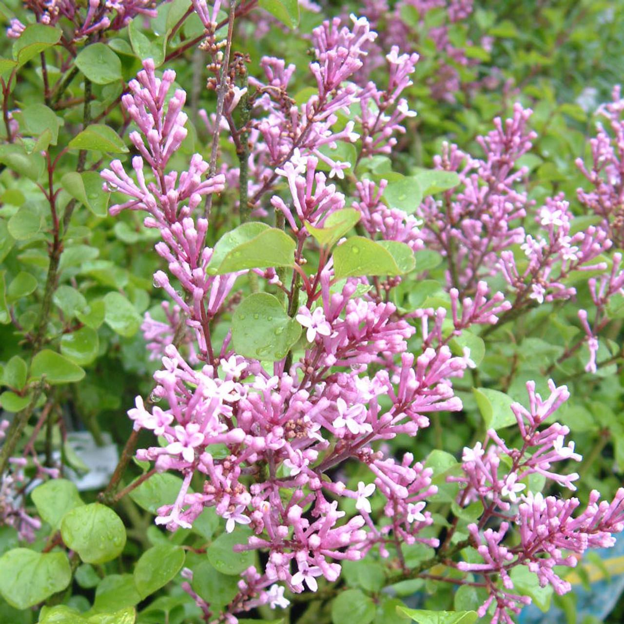 Syringa Meyeri Palibin - View 18 from www redcrocus com