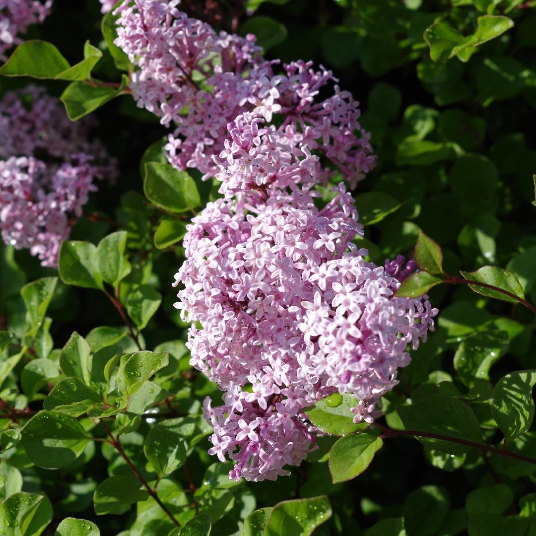 Syringa Meyeri Palibin - View 23 from www redcrocus com