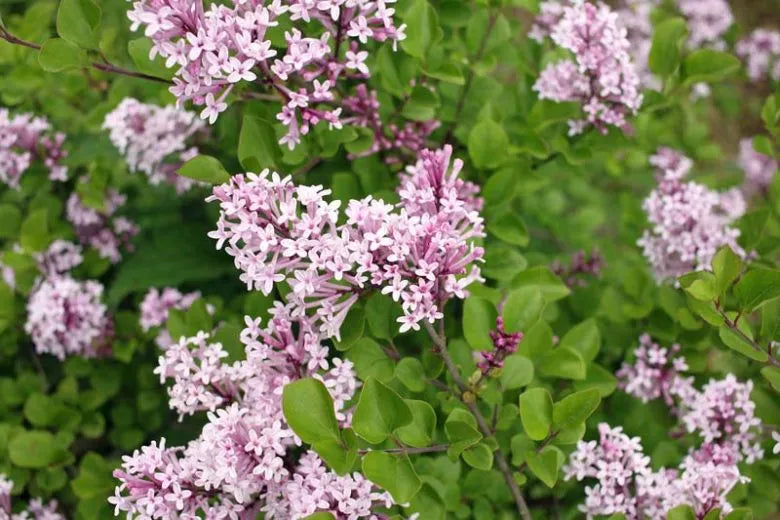 Syringa Meyeri Palibin - View 6 from www redcrocus com