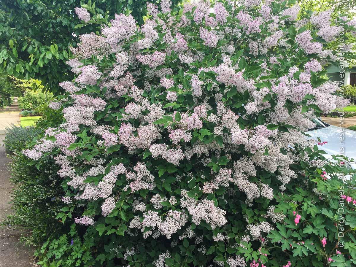Syringa Patula Miss Kim - View 10 from www redcrocus com