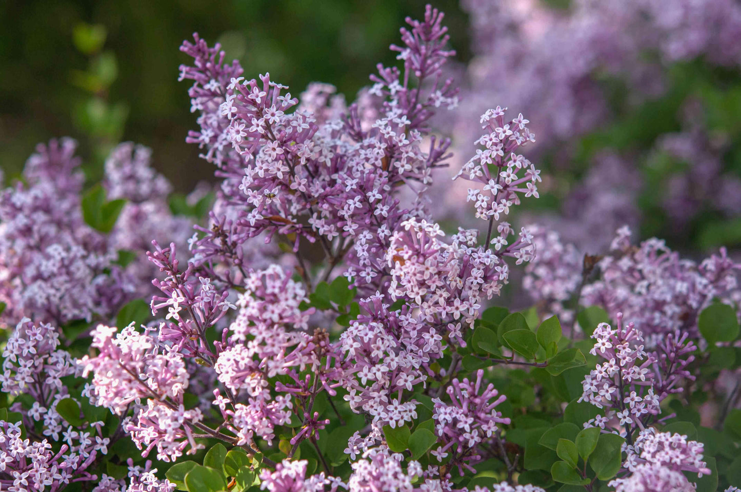 Syringa Patula Miss Kim - View 20 from www redcrocus com