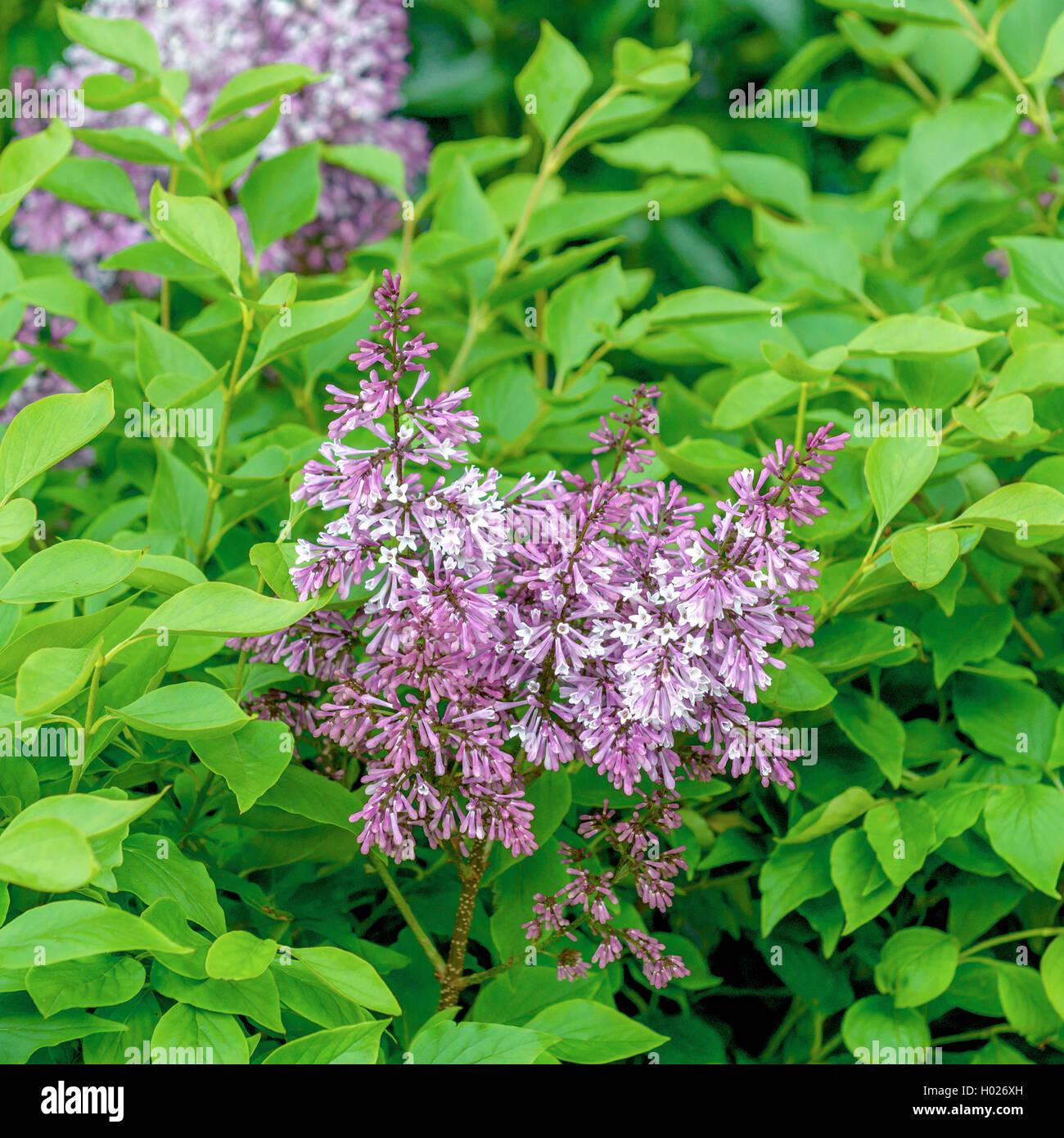 Syringa Patula Miss Kim - View 3 from www redcrocus com