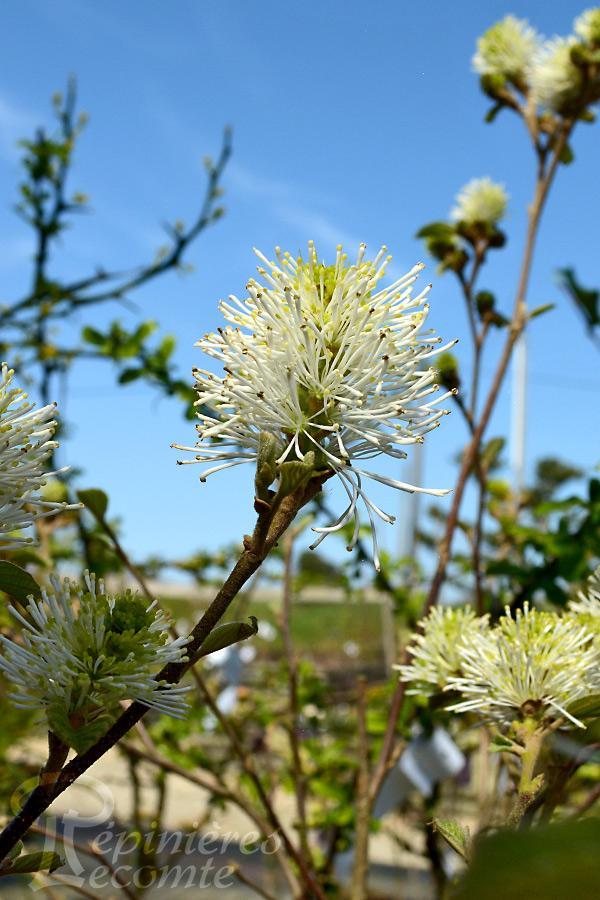 Fothergilla Major Mount Airy - View 10 from www redcrocus com