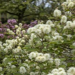 Fothergilla Major Mount Airy - View 12 from www redcrocus com