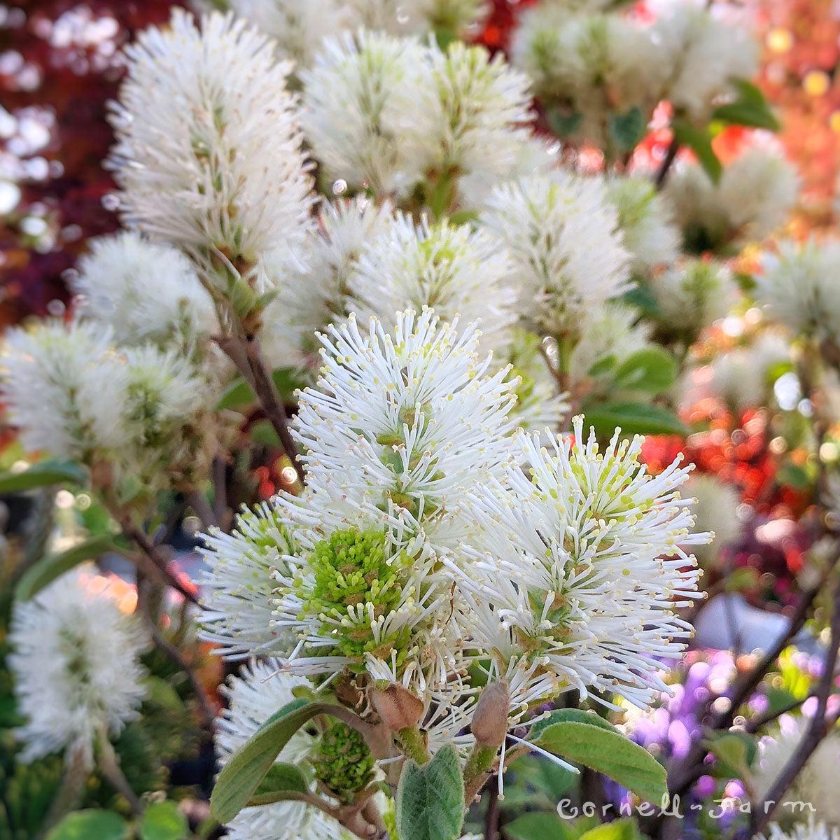 Fothergilla Major Mount Airy - View 13 from www redcrocus com