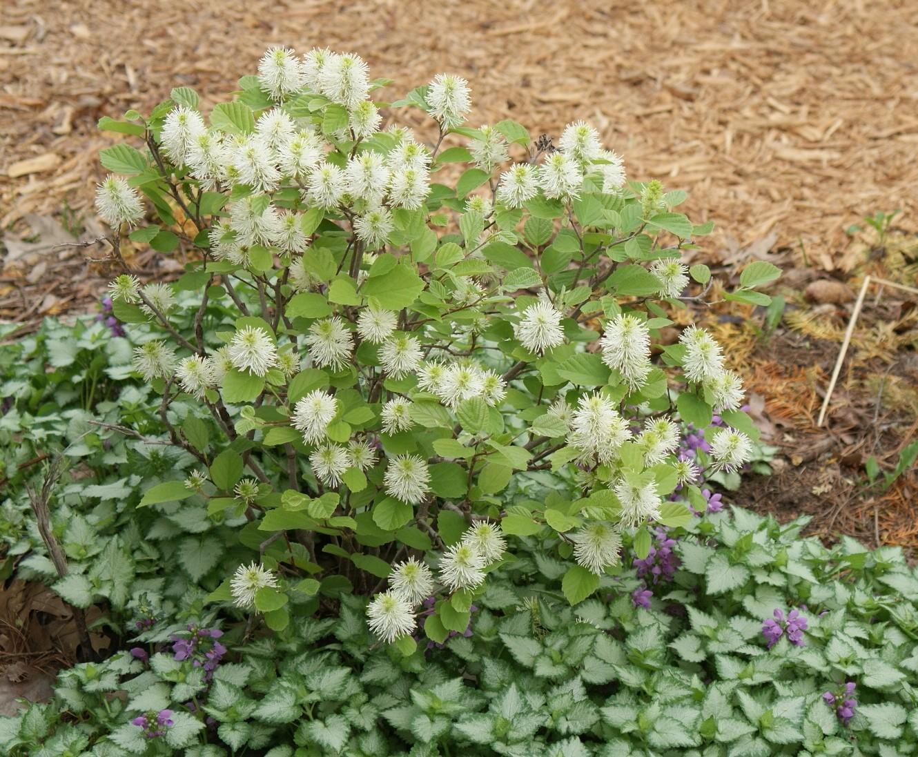 Fothergilla Major Mount Airy - View 19 from www redcrocus com