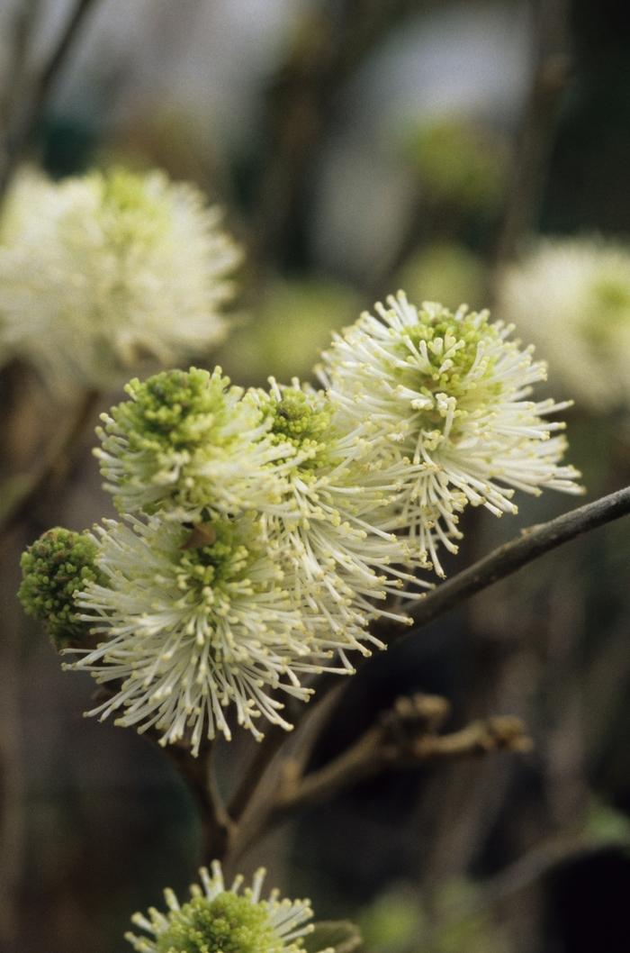Fothergilla Major Mount Airy - View 2 from www redcrocus com
