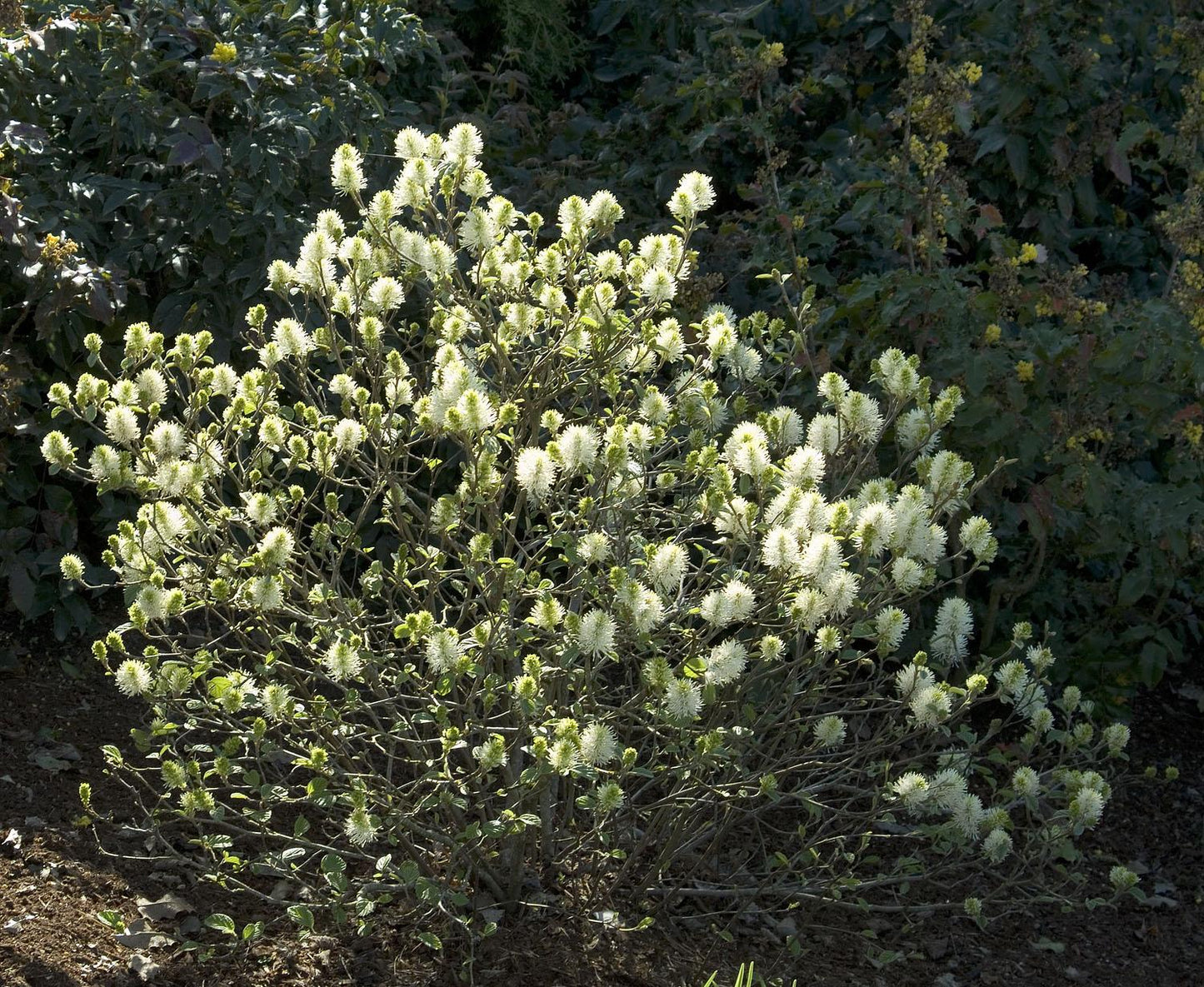 Fothergilla Major Mount Airy - View 4 from www redcrocus com