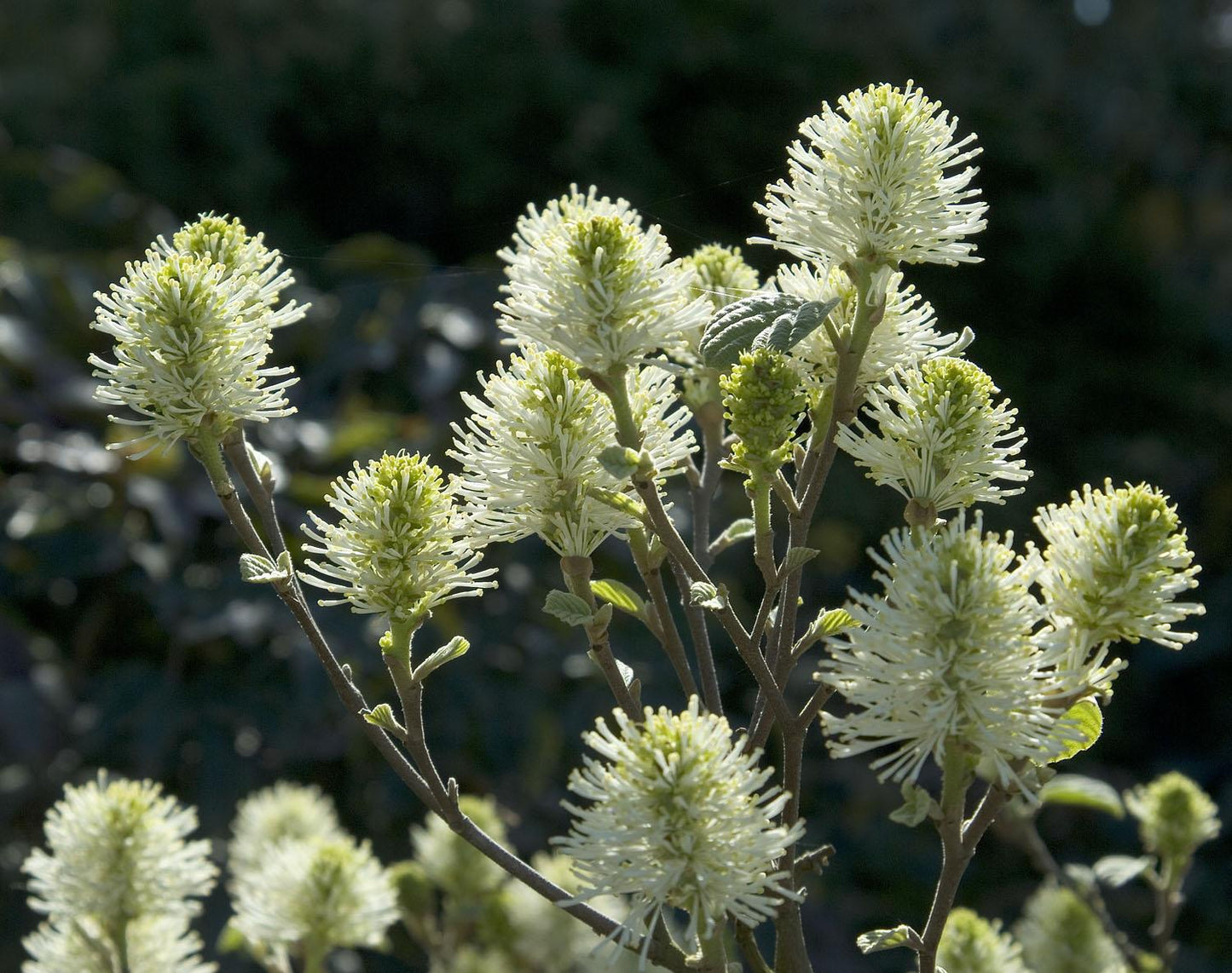 Fothergilla Major Mount Airy - View 5 from www redcrocus com