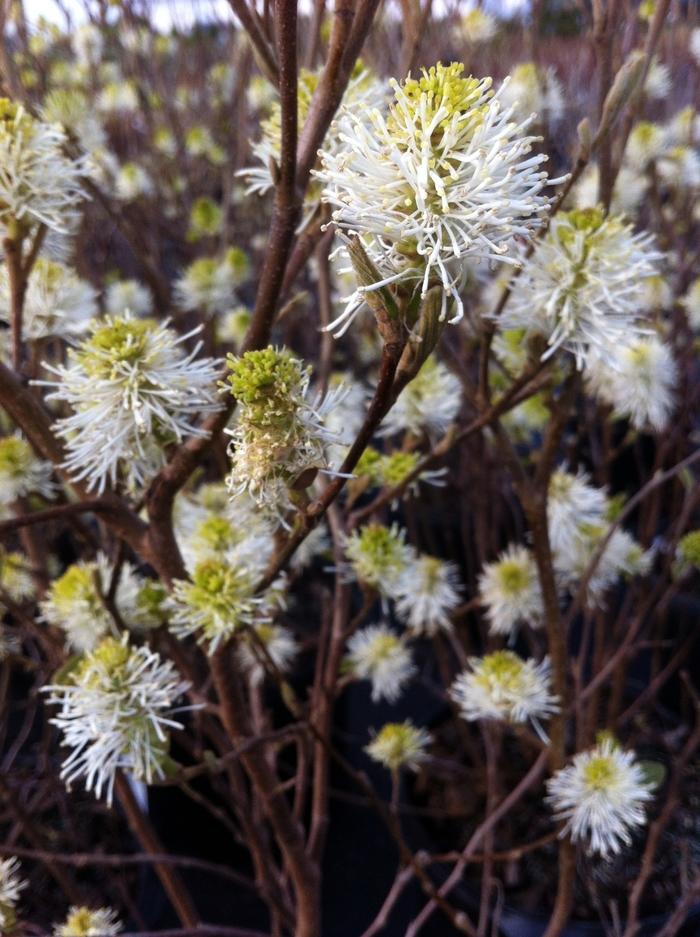 Fothergilla Major Mount Airy - View 8 from www redcrocus com