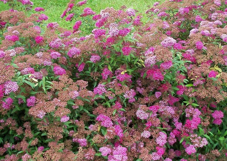 Spirea Bumalda Anthony Waterer - View 19 from www redcrocus com