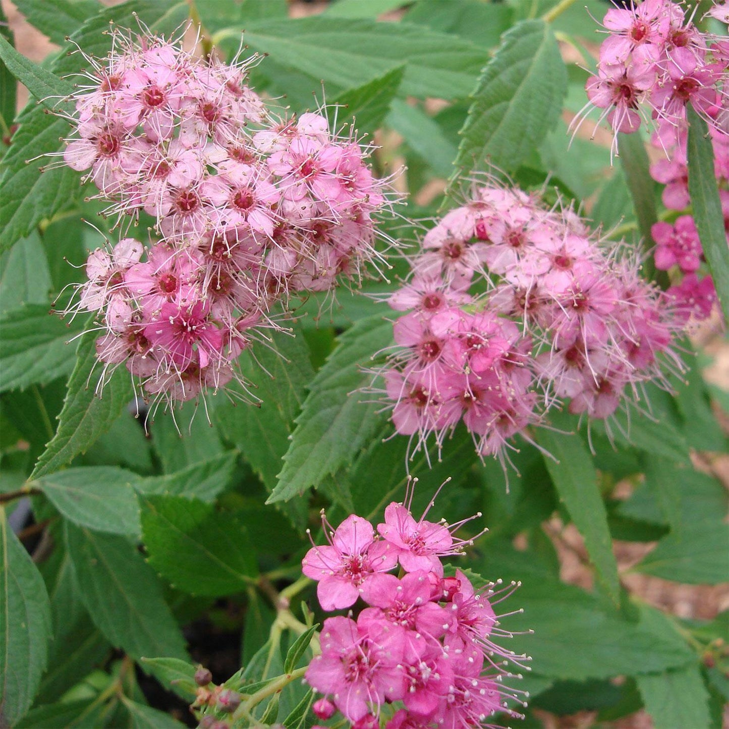 Spirea Japonica Little Princess - View 11 from www redcrocus com