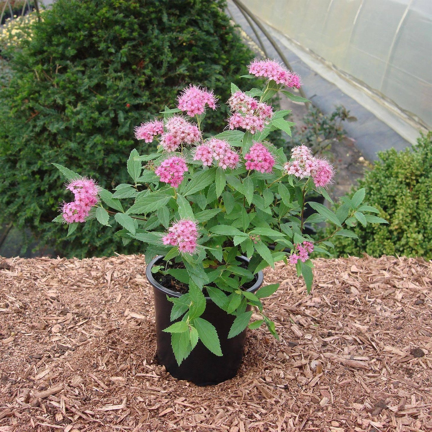 Spirea Japonica Little Princess - View 13 from www redcrocus com