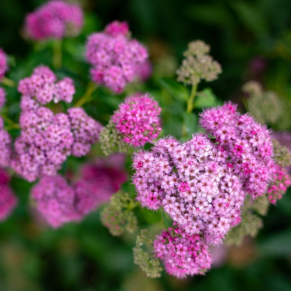 Spirea Japonica Little Princess - View 14 from www redcrocus com