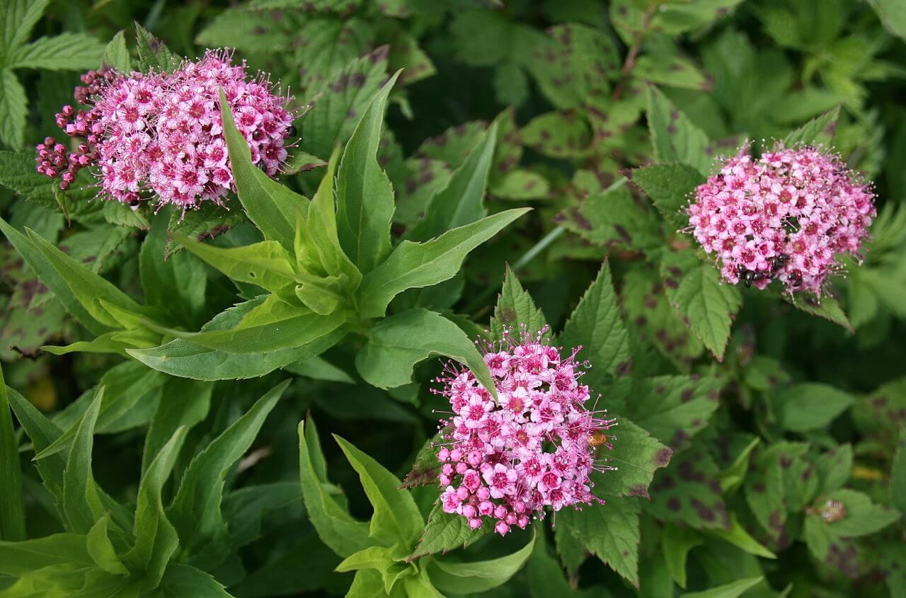Spirea Japonica Little Princess - View 15 from www redcrocus com
