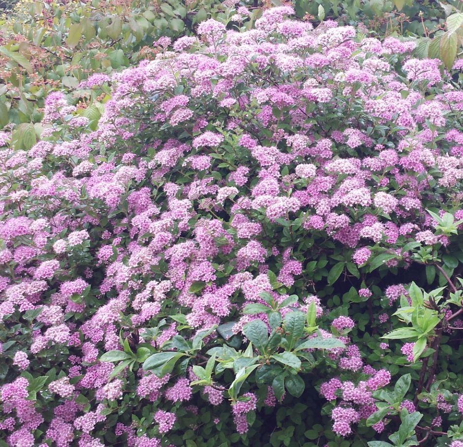 Spirea Japonica Little Princess - View 16 from www redcrocus com