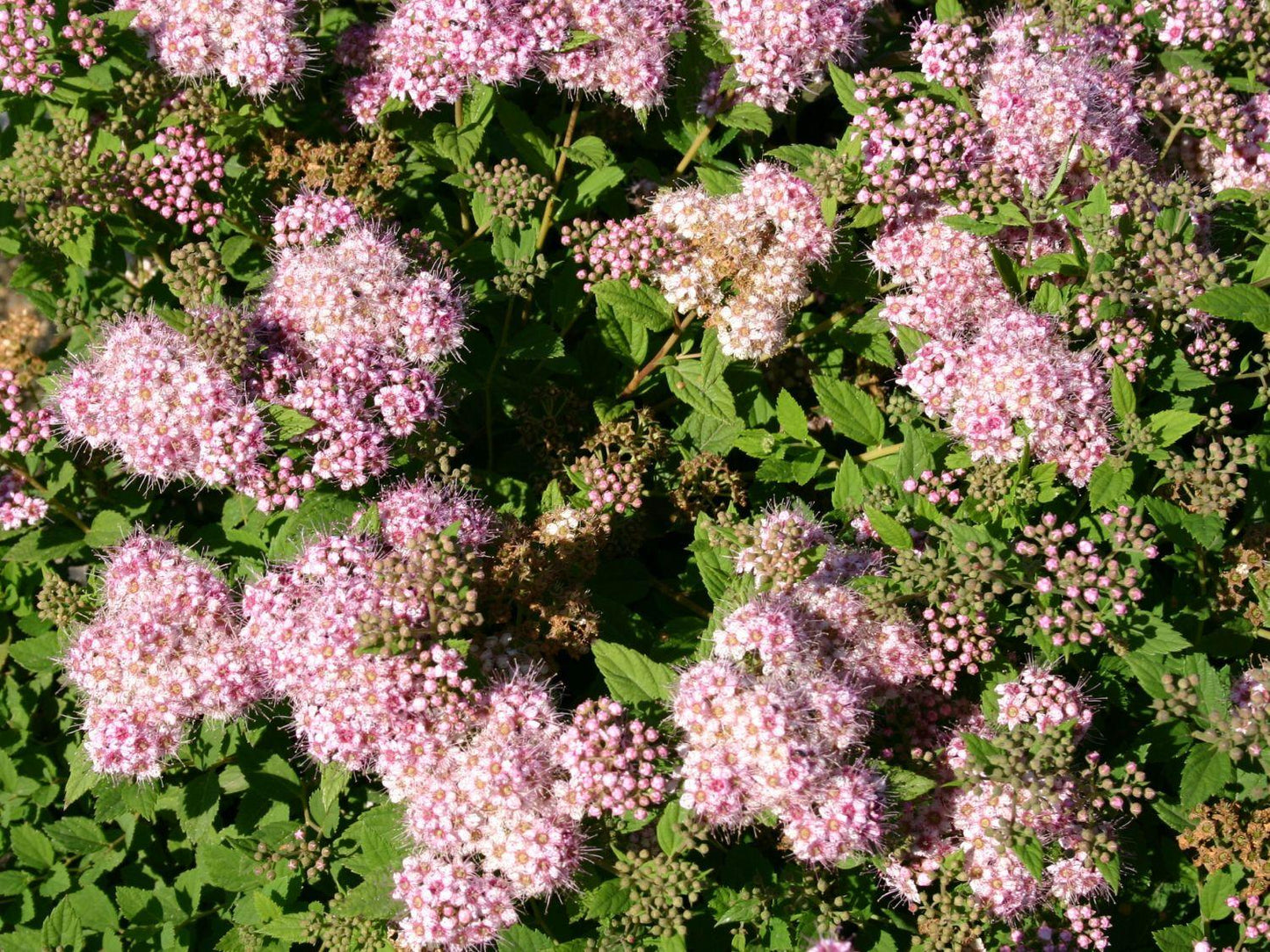 Spirea Japonica Little Princess - View 17 from www redcrocus com