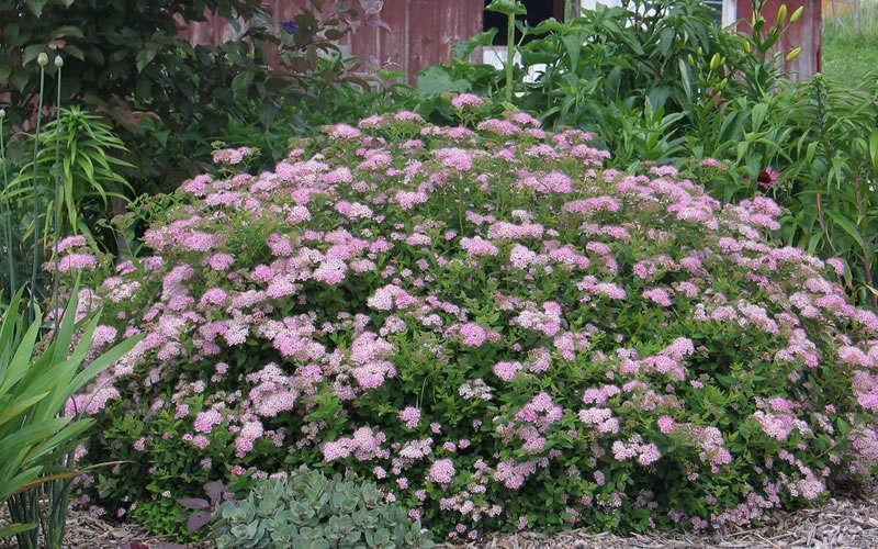 Spirea Japonica Little Princess - View 18 from www redcrocus com