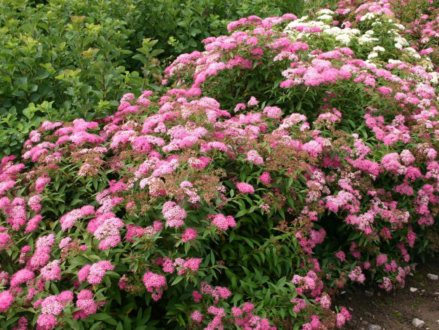 Spirea Japonica Little Princess - View 1 from www redcrocus com