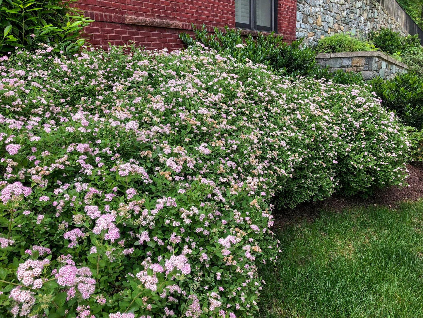 Spirea Japonica Little Princess - View 20 from www redcrocus com