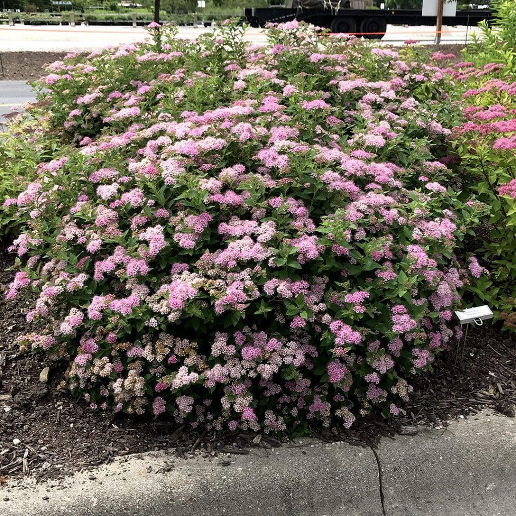 Spirea Japonica Little Princess - View 2 from www redcrocus com