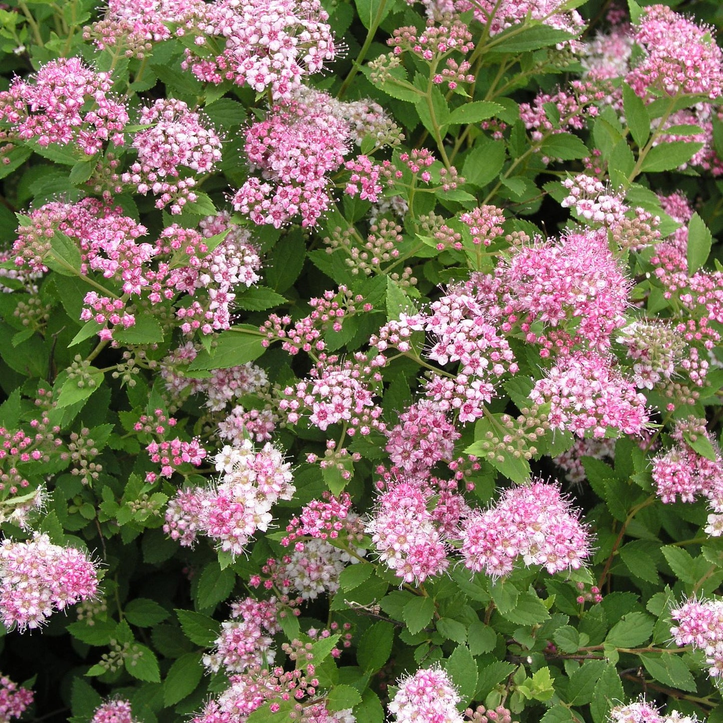 Spirea Japonica Little Princess - View 3 from www redcrocus com