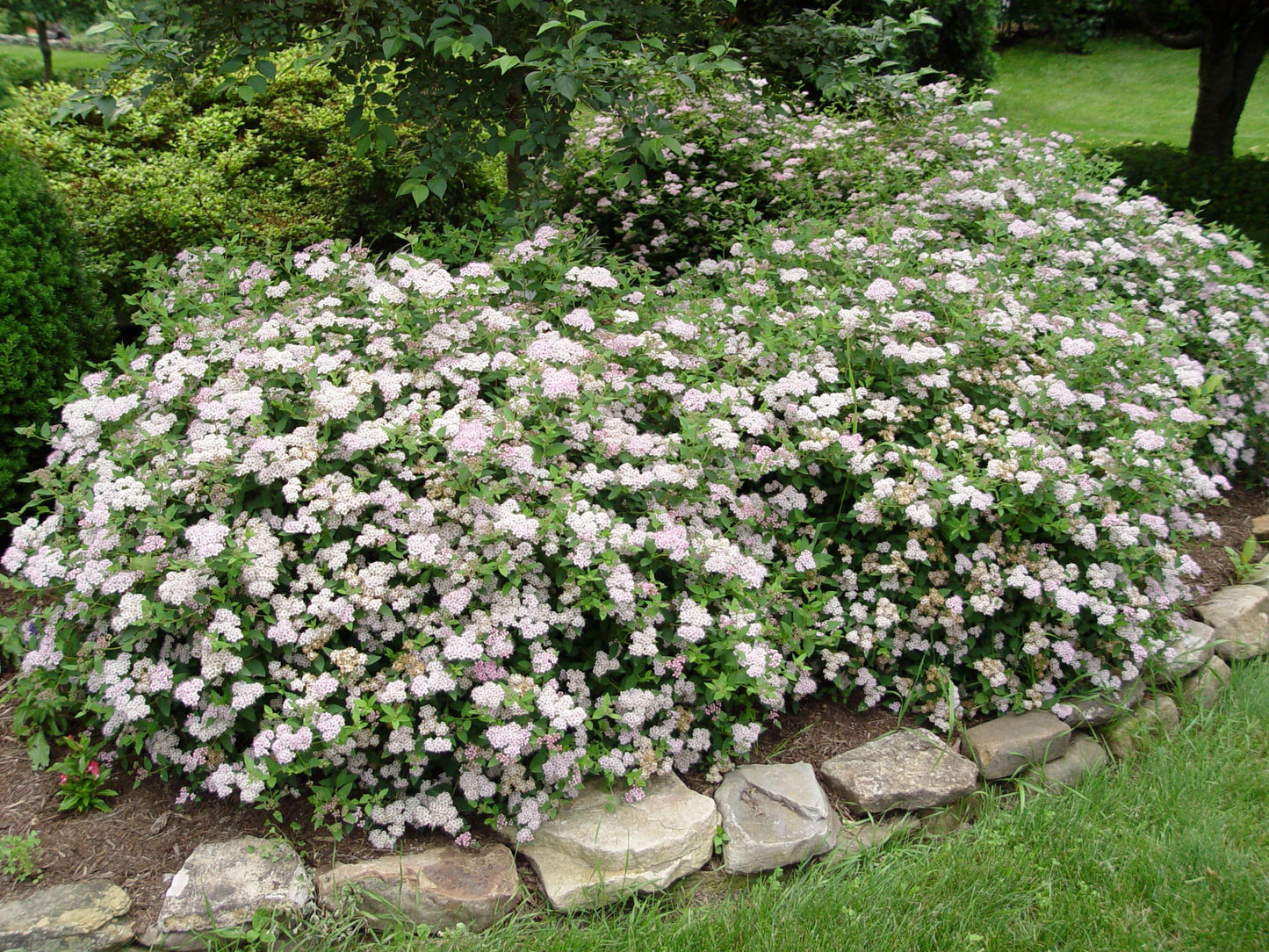 Spirea Japonica Little Princess - View 4 from www redcrocus com