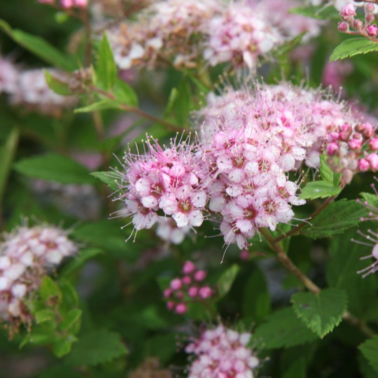 Spirea Japonica Little Princess - View 5 from www redcrocus com