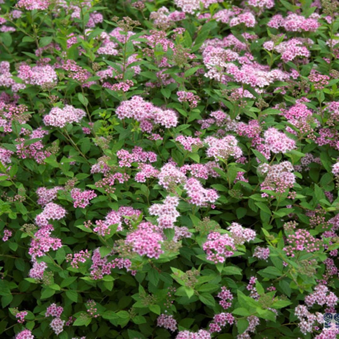Spirea Japonica Little Princess - View 6 from www redcrocus com