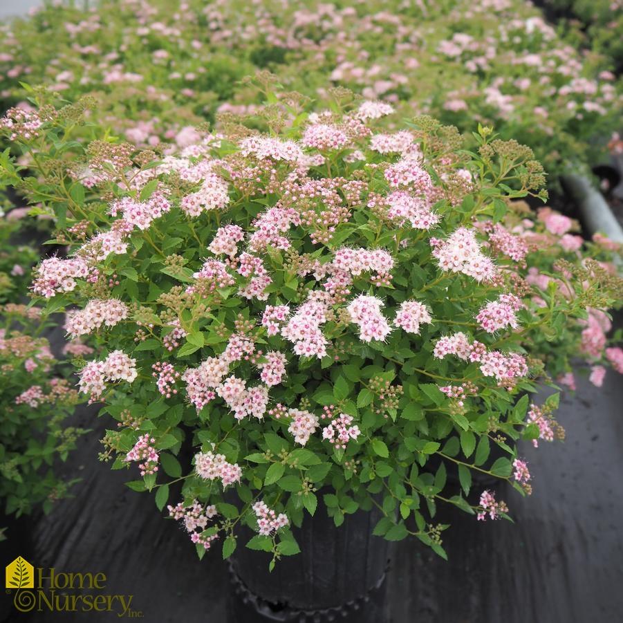 Spirea Japonica Little Princess - View 7 from www redcrocus com