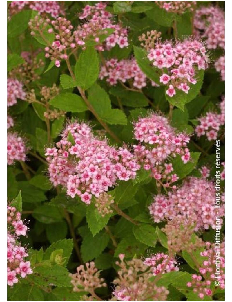 Spirea Japonica Little Princess - View 8 from www redcrocus com