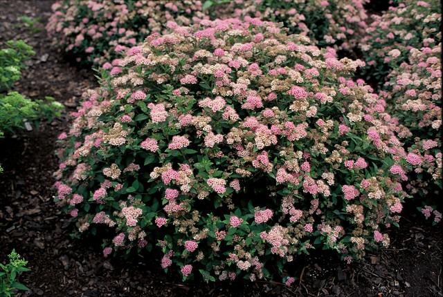 Spirea Japonica Little Princess - View 9 from www redcrocus com
