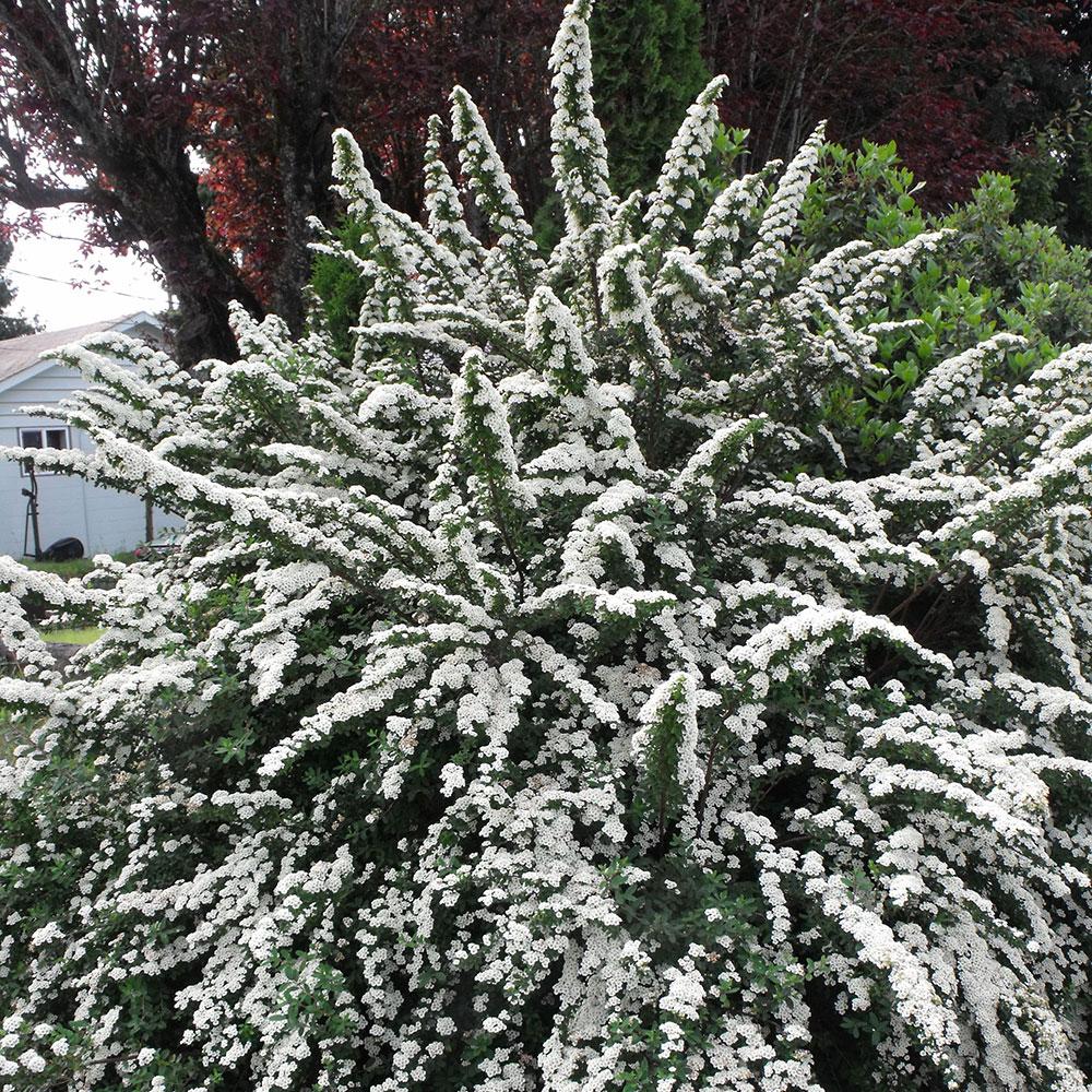 Spirea Nipponica Snowmound - View 10 from www redcrocus com