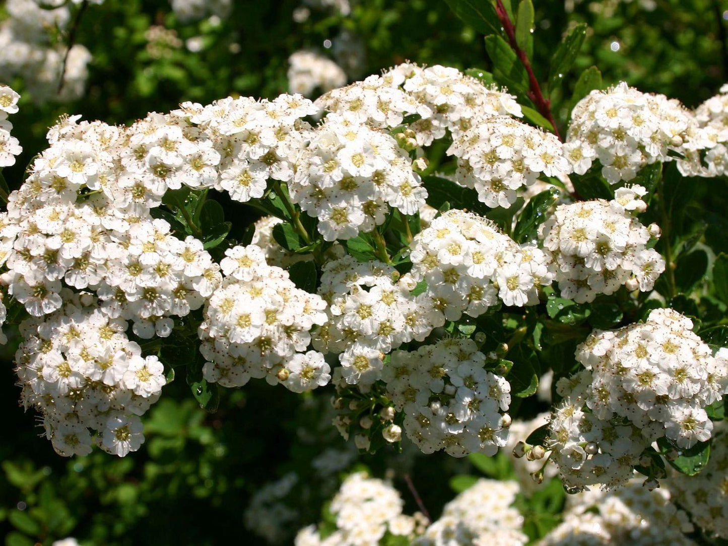Spirea Nipponica Snowmound - View 11 from www redcrocus com
