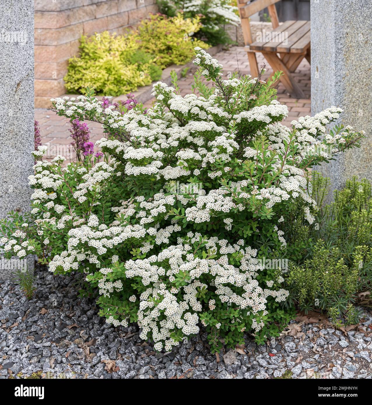 Spirea Nipponica Snowmound - View 12 from www redcrocus com