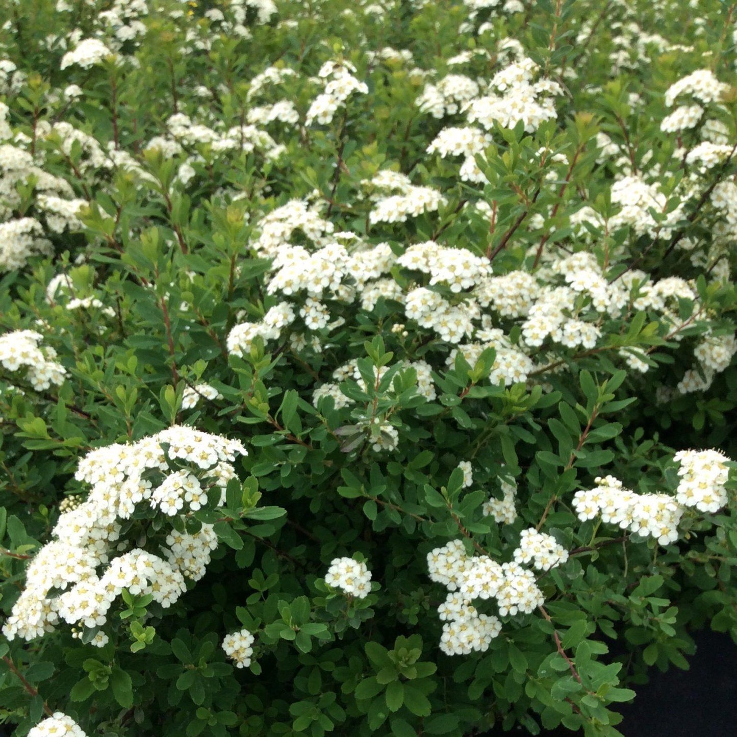Spirea Nipponica Snowmound - View 13 from www redcrocus com